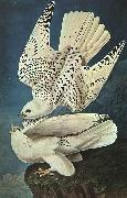 John James Audubon White Gerfalcons painting